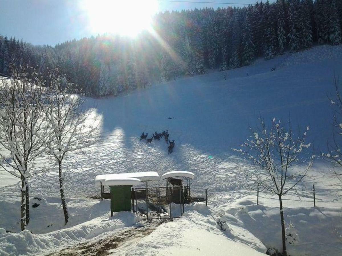 Pension Waldfrieden Oberharmersbach Exteriér fotografie